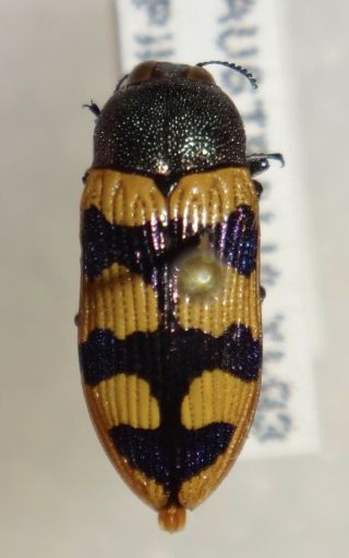 Rare Castiarina Alecgemmelli Australia M Jewel Beetle Insect Buprestid Calodema