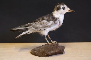 Taxidermy - Hunting - Chasse - Präparat - White - Winged Tern (juv. ) With Permit