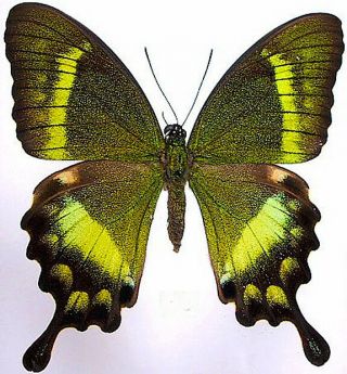 Butterfly - Papilionidae - Papilio Neumogeni (f) - Sumba Island,  Indonesia - Rare