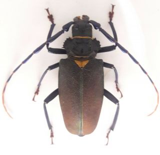 Cerambycidae/prioninae Mallaspis Scutellaris Female 54 Mm From Peru
