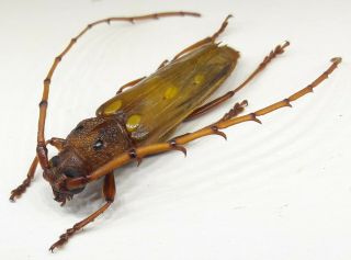 Cerambycidae/cerambycinae Coccoderus Sp 2 Top Rare From Brazil