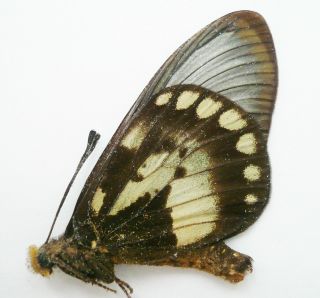Acraea Moluccana Dohertyi Male From Central Sulawesi