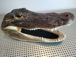 Large 12” (florida Gator) Alligator Head Taxidermy -
