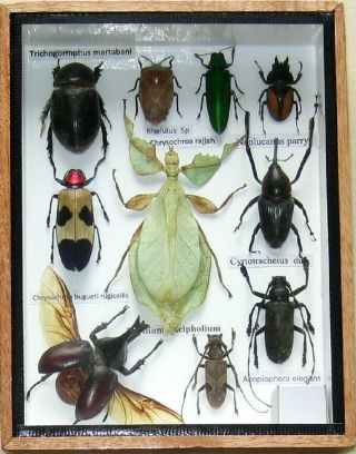 10 Real Beetle Rare Insect Display Phyllium Bug Taxidermy Collectible
