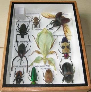 10 Real Beetle Rare Insect Display PHYLLIUM Bug Taxidermy Collectible 2