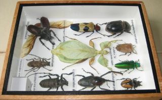 10 Real Beetle Rare Insect Display PHYLLIUM Bug Taxidermy Collectible 3