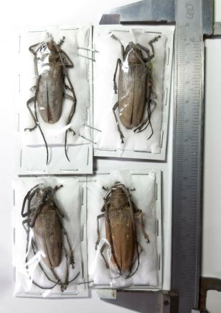 Xlarge Uncommon Cerambycidae : Batocera Sumbaensis 2 Pairs,  Sumba,  Indonesia