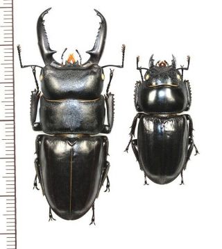 Lucanidae:dorcus Titanus Karasuyamai Pair,  A1,  Unmounted,  Japan