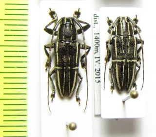 Cerambycidae,  Grammoechus Polygrammus,  Pair,  Malaysia