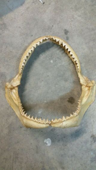 Shark Jaw Large 12 " Inch