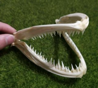 Extra Large Anglerfish Fish Mouth Bone Skull Animal Skull Specimen （real Skull）！