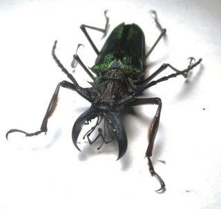 Cerambycidae Prioninae Psalidognathus Superbus 56mm 8 Peru - San Martin Region