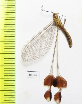 Neuroptera,  Nemopteridae,  Lertha Extensa,  Armenia