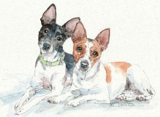 Rat Terrier Watercolor On Ink Print Matted 11x14 Ready To Frame