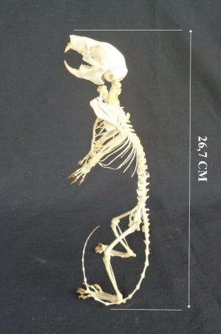 Taxidermy: Javanese Squirrel Standing Skeleton (tupai)