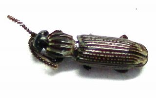 004 Mi : Rhysodidae Species? 5.  5mm