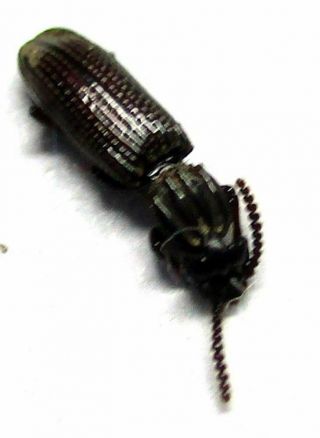 004 Mi : Rhysodidae species? 5.  5mm 2
