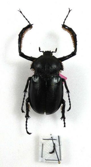 Beetles,  (2421),  Euchiridae,  Propomacrus Bimucronatus,  Syria