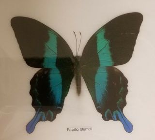 Real Mounted Butterfly Papilio Blumei In Frame Taxidermy Insect