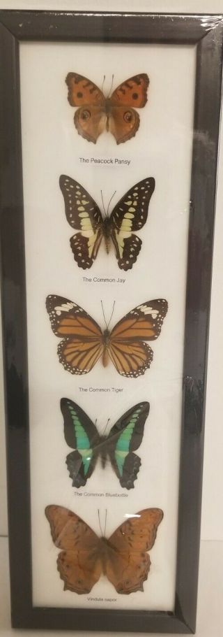 5 Real Mounted Butterflies In Frame Taxidermy Insects