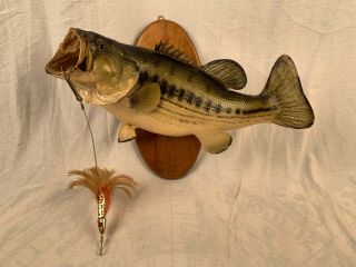 Vintage 21 " Largemouth Bass Freshwater Taxidermy Fish Mount Great Character