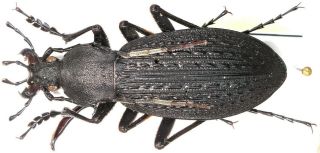 19.  Carabidae - Carabus (apotomopterus) Yaophilus Yaophilus.  Male