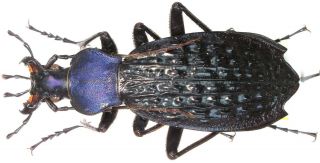 11.  Carabidae - Carabus (apotomopterus) Arrowi Hector.  Female