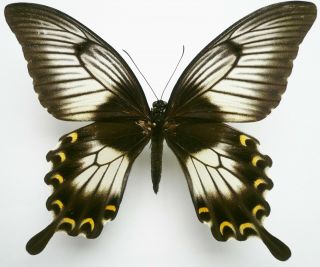 Papilio Ascalaphus Fukuyamai Female From Peleng Isl.