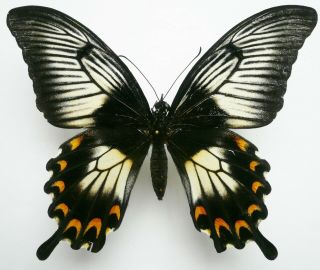Papilio Ascalaphus Munascalaphus Female From Muna Isl.