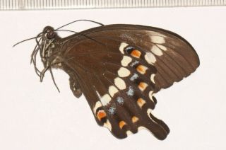 Butterfly Papilionidae Papilio Fuscus Burgenssi Vanuatu