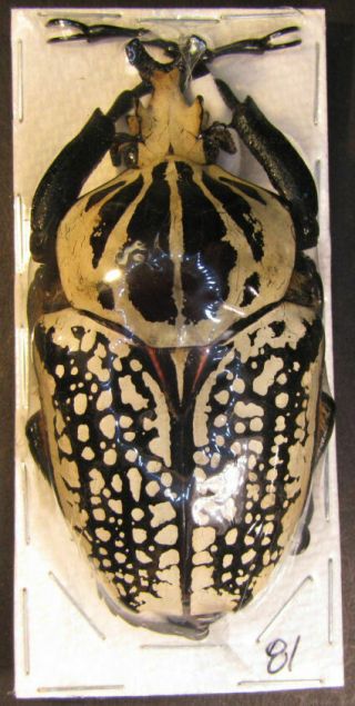 Coleoptera (2 - males) Goliathus orientalis 80mm.  ref 13 2