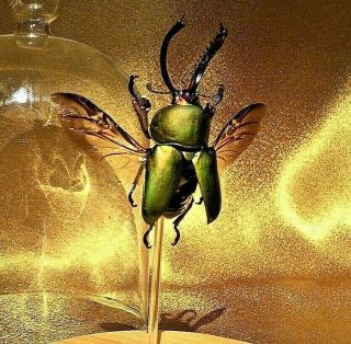R21s Entomology Taxidermy Mt Arfak Stag Beetle Insect Spread Glass Display Dome