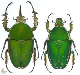 Mecynorrhina Torquata Immaculicollis 70 - 74mm Unmounted Beetle