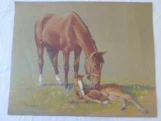 Vintage Horse Foal Horses Litho Print Cw Anderson Estate Find 16 X 20 " Signed