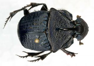 Phanaeus Leucorti Pair From Perú Coleoptera Scarabaeidae Scarabaeinae