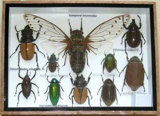 10 Real Beetle Rare Insect Display Taxidermy Bug In Wood Box Collectible Gift