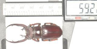 Lucanidae Stag Beetle Lucanus Sp.  59.  2mm W.  Yunnan