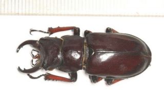 Lucanidae Lucanus Imitator Tibet