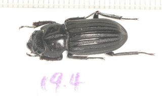 Lucanidae Digonophorus Sp.  F 19.  4mm W.  Yunnan