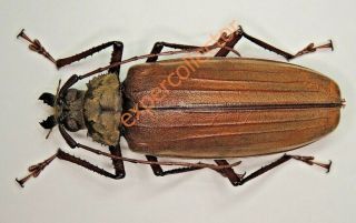 Cerambycidae - Xixuthrus Microcerus Sundaorientis Ssp 69mm From Palawan Kj651