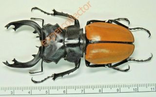 Lucanidae - Odontolabis Mouhoti Elegans Xxxl 74mm (75record) Thailand Kpy638