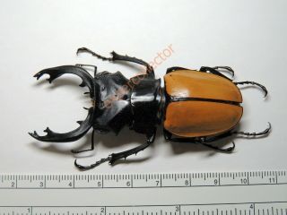 Lucanidae - Odontolabis mouhoti elegans XXXL 74mm (75record) Thailand KPY638 2