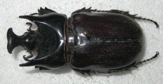 Dynastidae Ceratoryctoderus armatus Male A1 52mm (SULAWESI) XXL 2