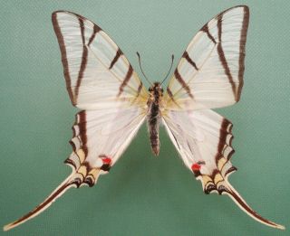 Protesilaus Telesilaus Vitellus Male From Parana,  Brazil