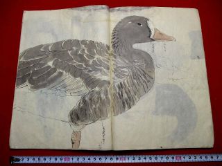 1 - 5 Japanese Tou1 Bird Sketch Hand Drown Pictures Book