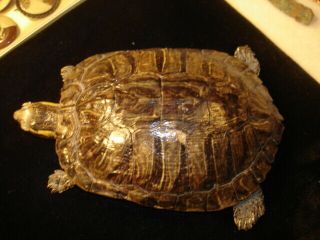 Dried American Box Turtle For Your Cabinet Of Curiosities