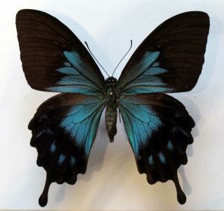 Papilio Ulysses Telegonus - Female - Unmounted Butterfly