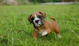 Boxer Puppy Dog Playing Adorable - Life Like Figurine Statue Home / Garden 2