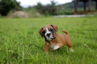 Boxer Puppy Dog Playing Adorable - Life Like Figurine Statue Home / Garden 3