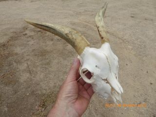 Small Billy Goat Skull With Horns Taxidermy Hunting Gothic Bone Crafts